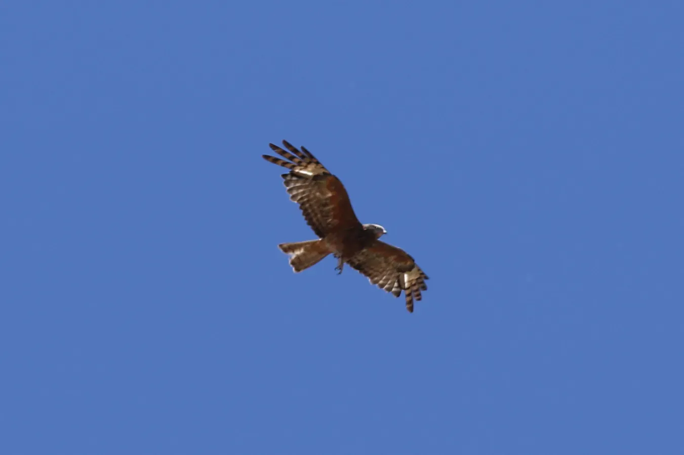 File:Lophoictinia isura (32565884676).jpg
