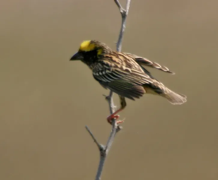 File:Streaked Weaver (Ploceus manyar) W IMG 6837.jpg