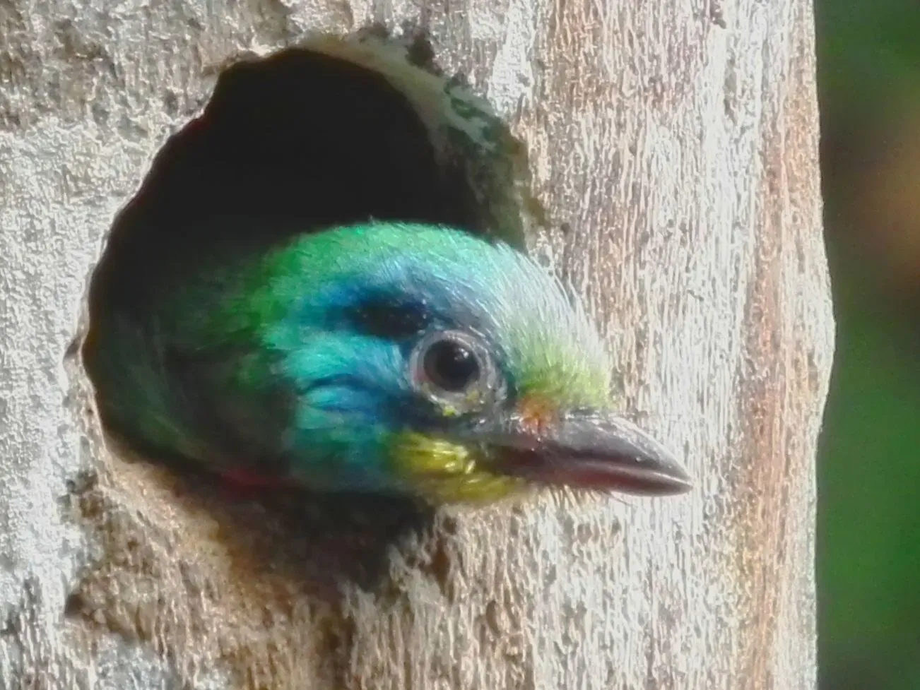 File:Psilopogon nuchalis (4961441309).jpg