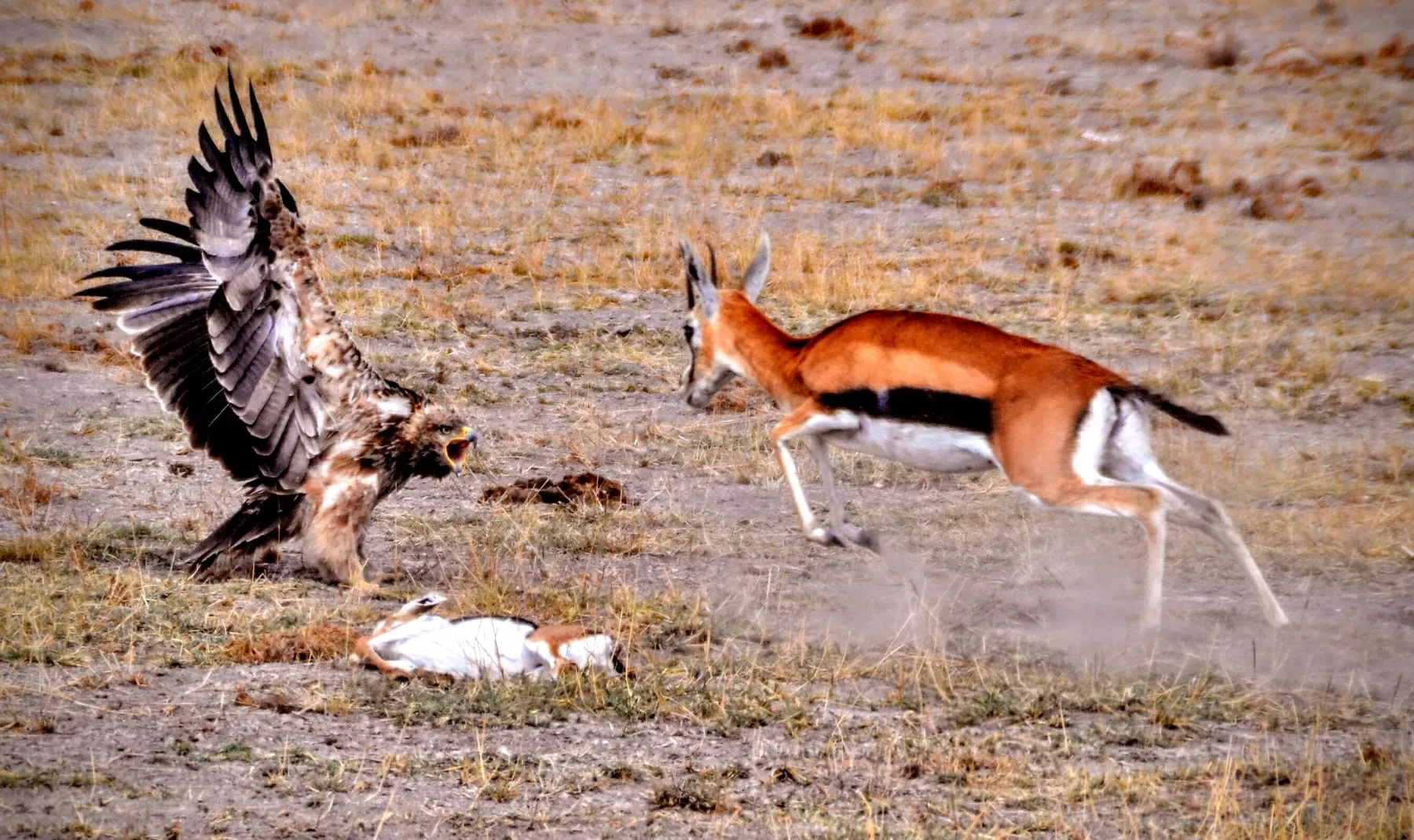 File:Aquila heliaca vs. Eudorcas thomsonii.JPG