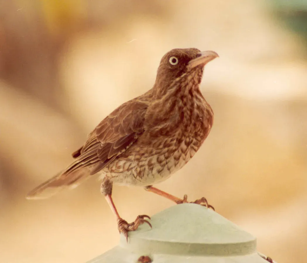 File:Margarops fuscatus.jpg