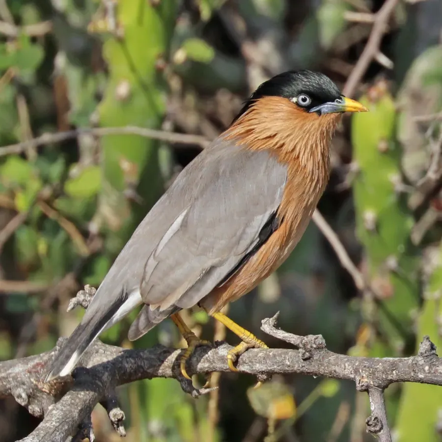 File:Brahminy starling (Sturnia pagodarum) female.jpg