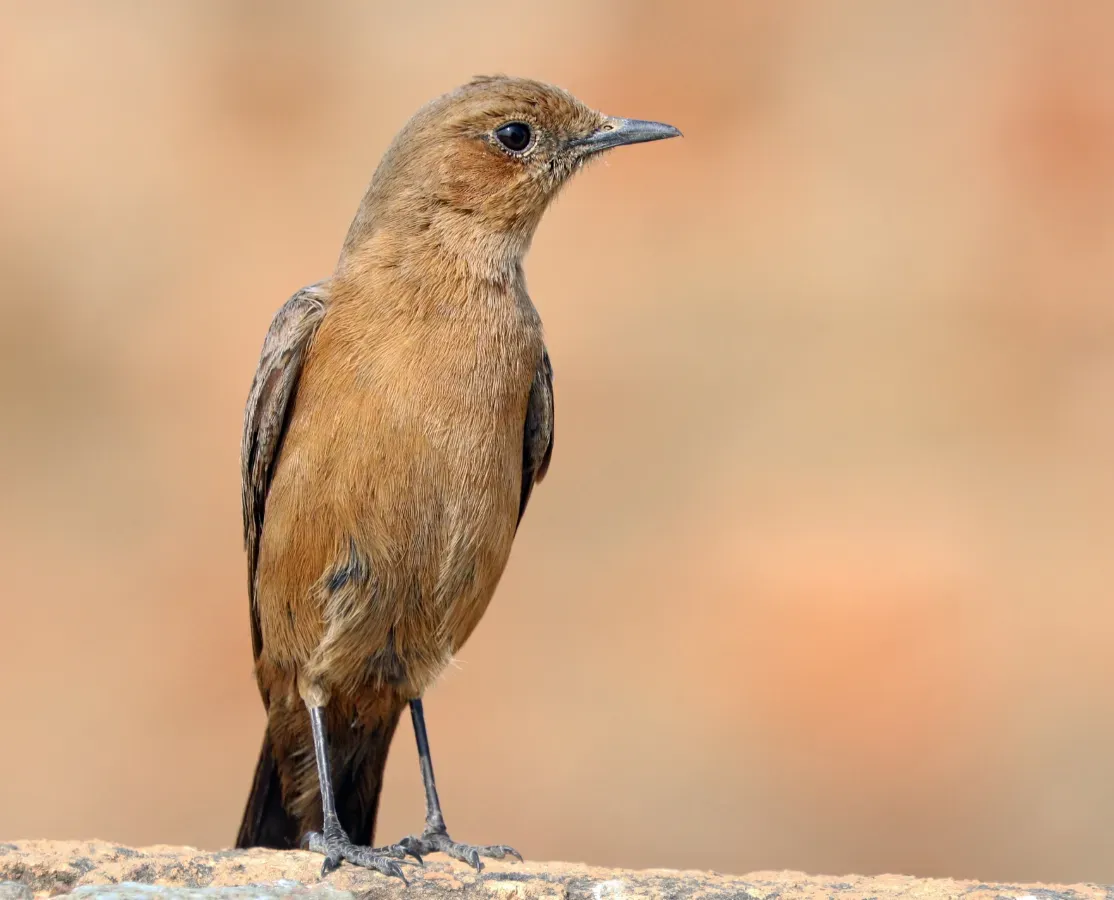 File:Brown rock chat (Oenanthe fusca).jpg