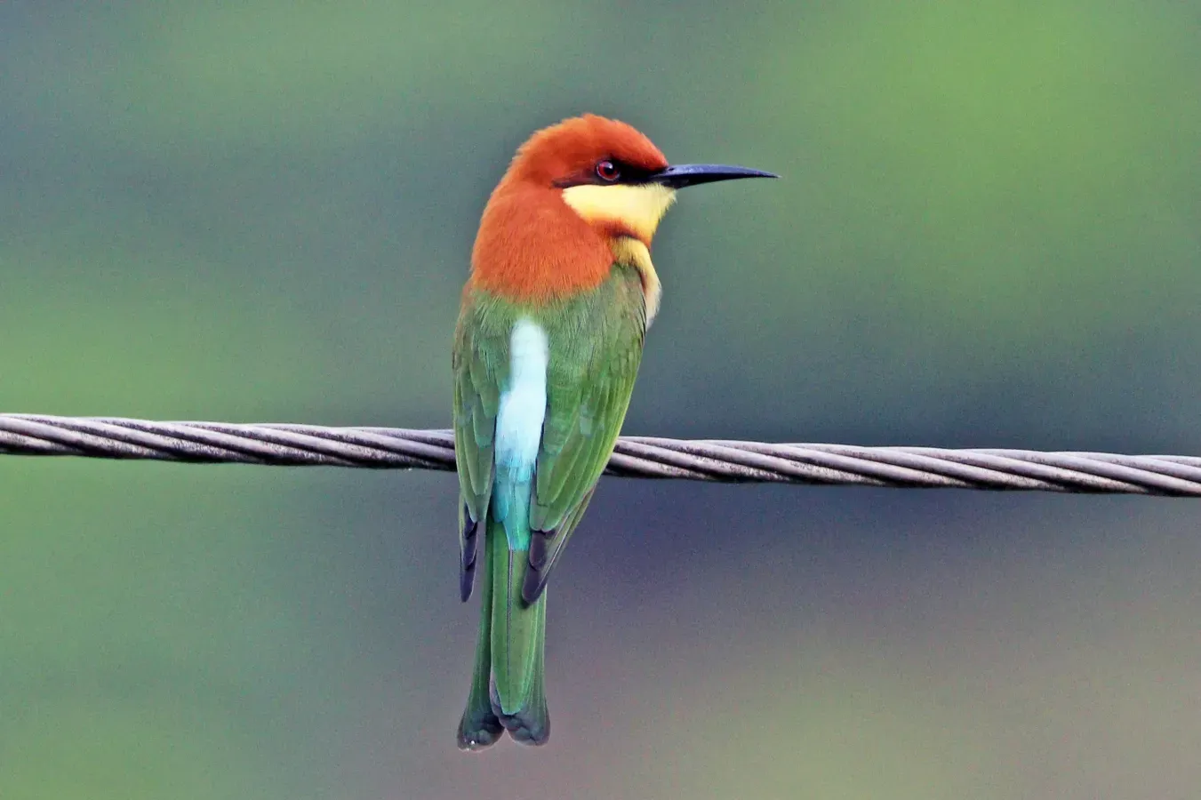 File:Chestnut-headed Bee-eater (Merops leschenaulti), Munnar, Kerala, India.jpg
