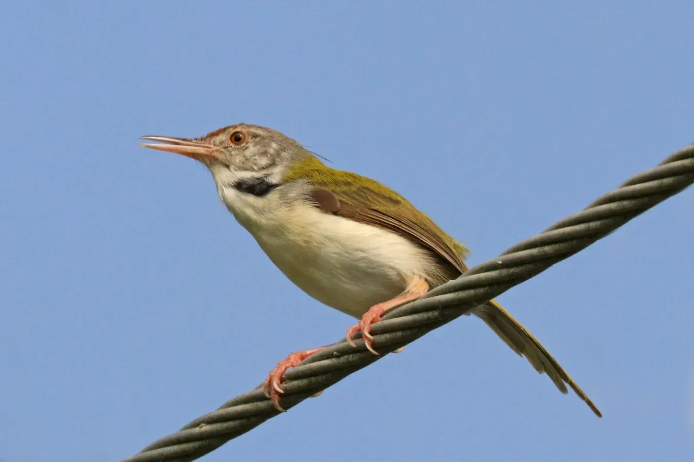 File:Common tailorbird (Orthotomus sutorius).jpg