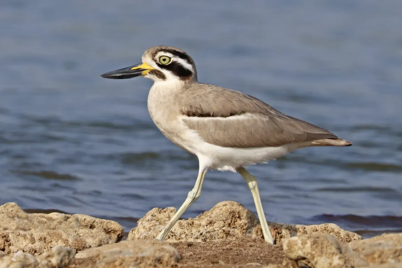 File:Great thick-knee (Esacus recurvirostris).jpg