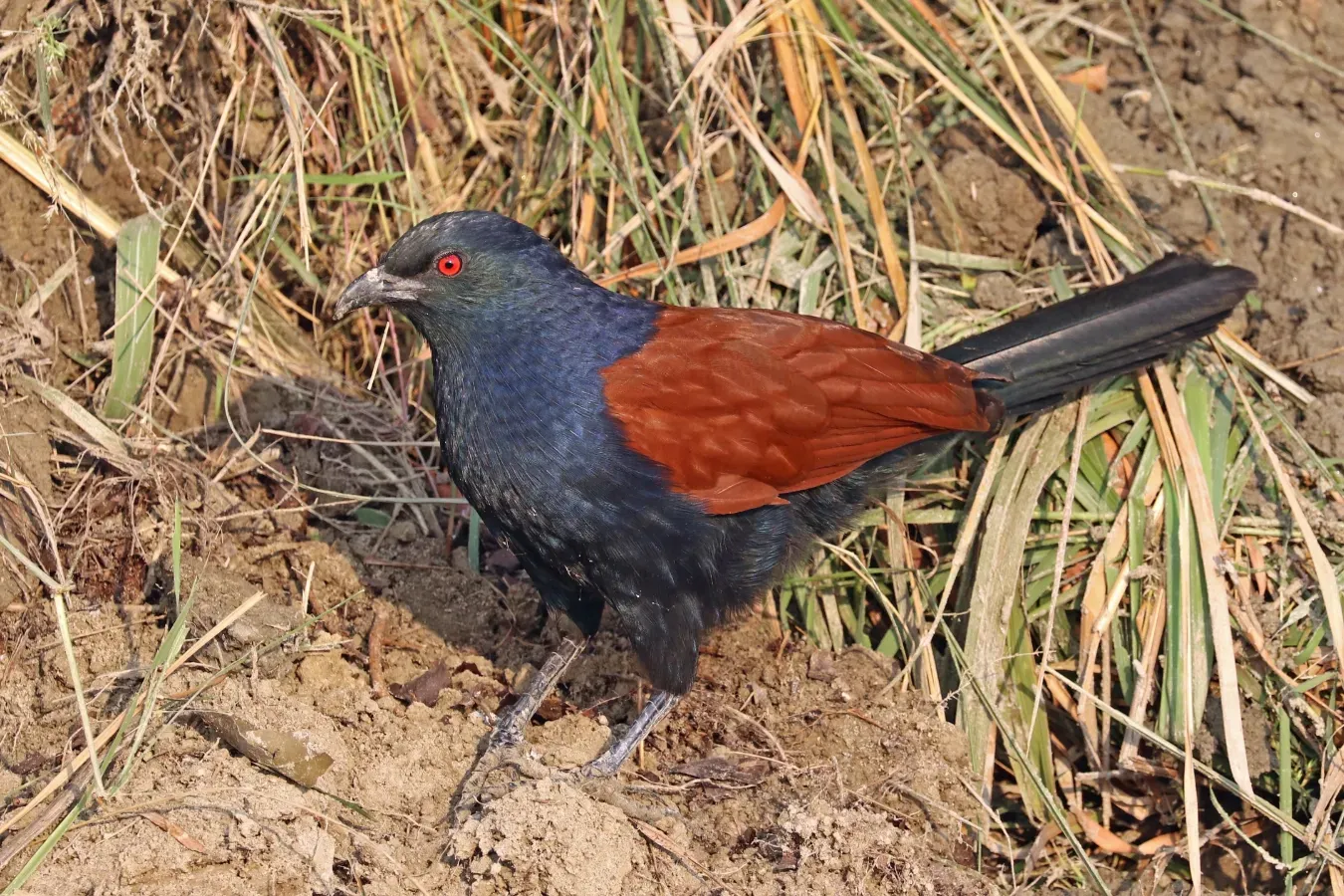 File:Greater coucal (Centropus sinensis).jpg