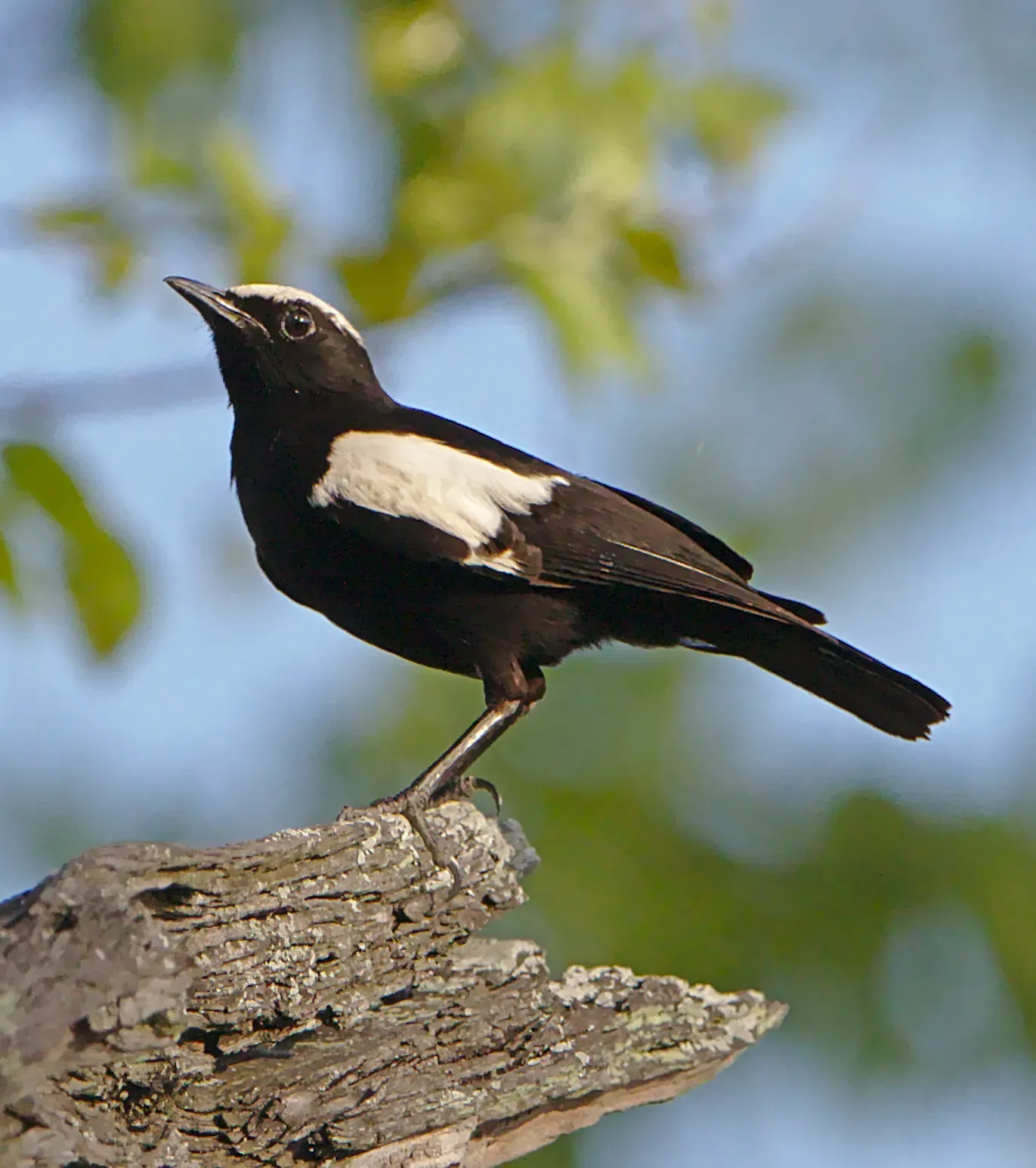 File:Arnot's Chat (Myrmecocichla arnotti), Hwange National Park, Zimbabwe.jpg