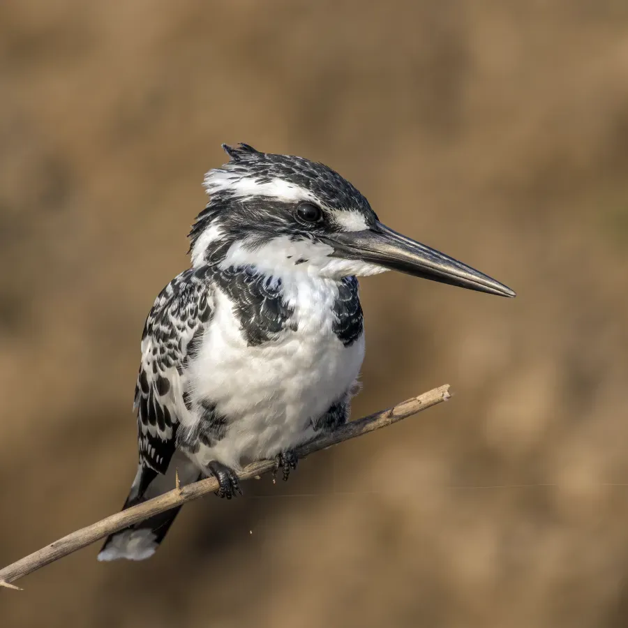 File:Pied kingfisher (Ceryle rudis leucomelanurus) female.jpg