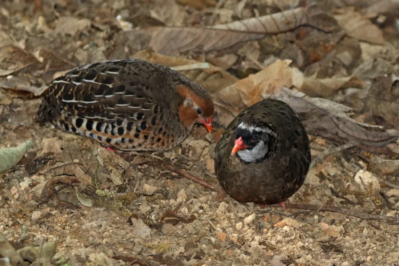 File:Painted bush quail (Perdicula erythrorhyncha) female (left) and male.jpg