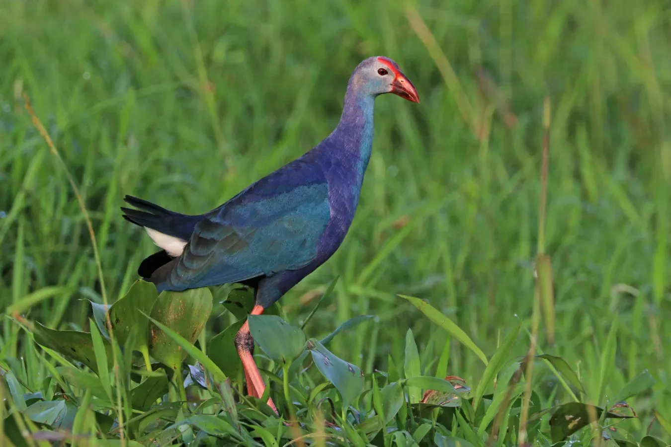 File:Grey-headed swamphen (Porphyrio poliocephalus) female.jpg