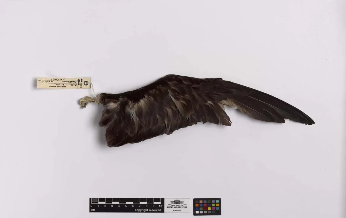 File:Puffinus huttoni (AM LB1888-4).jpg