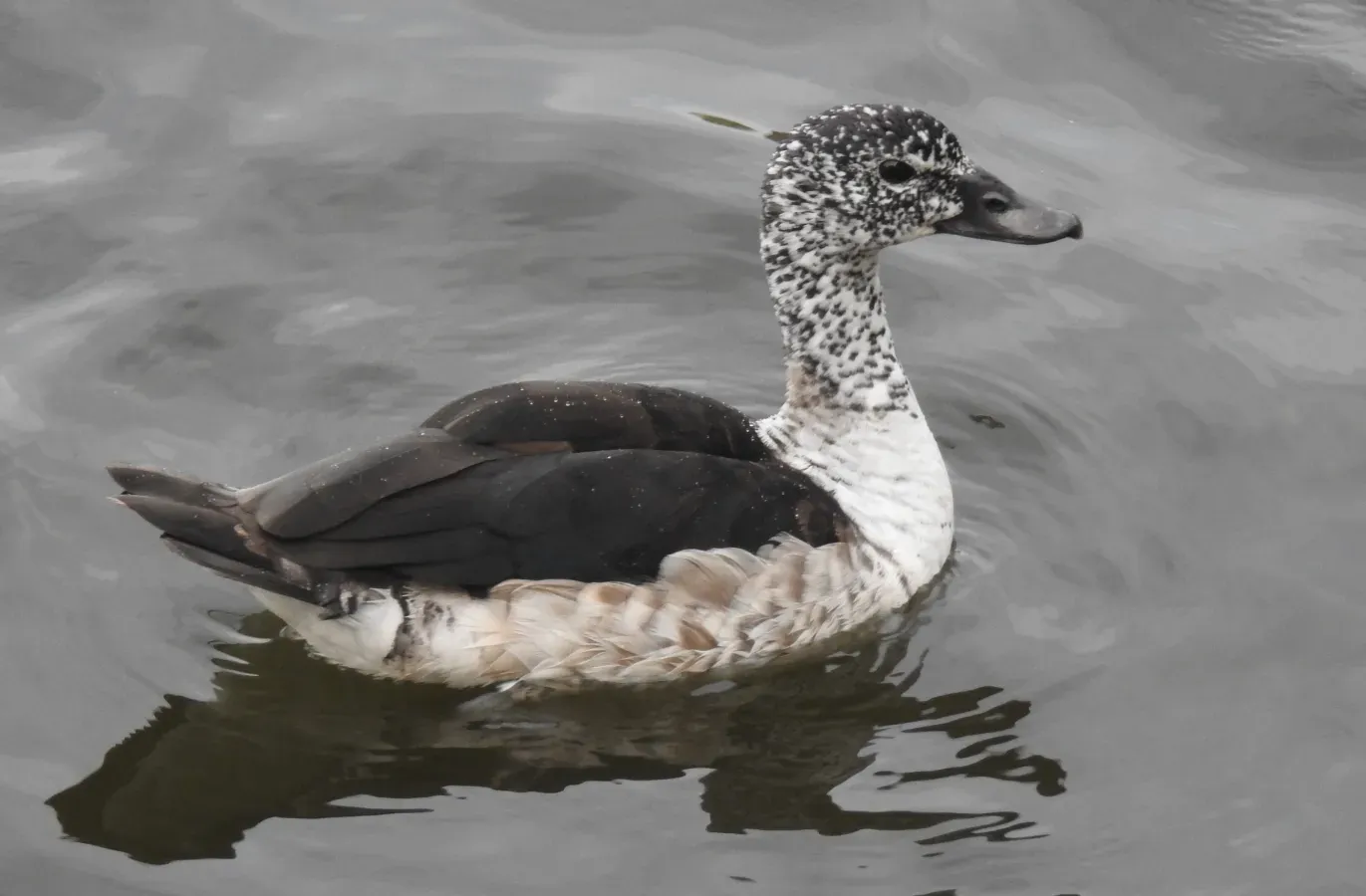 File:Knob-billed Duck Sarkidiornis melanotos, female, by Dr. Raju Kasambe DSCN8938 (1).jpg