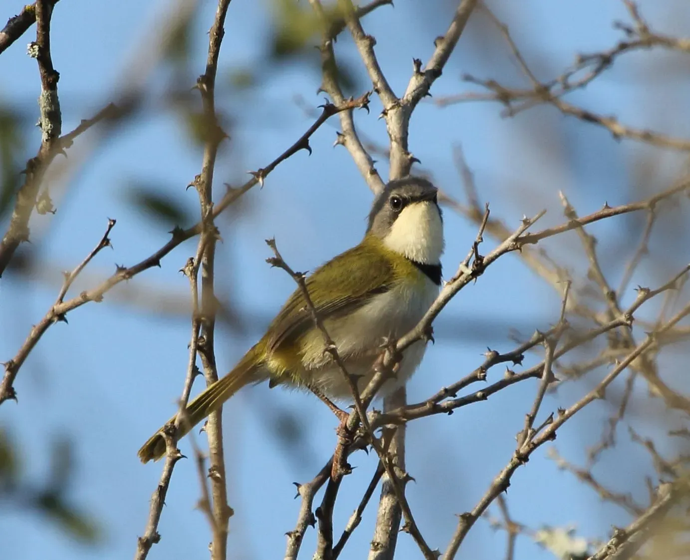 File:Apalis ruddi 2017 11 20 5983.jpg