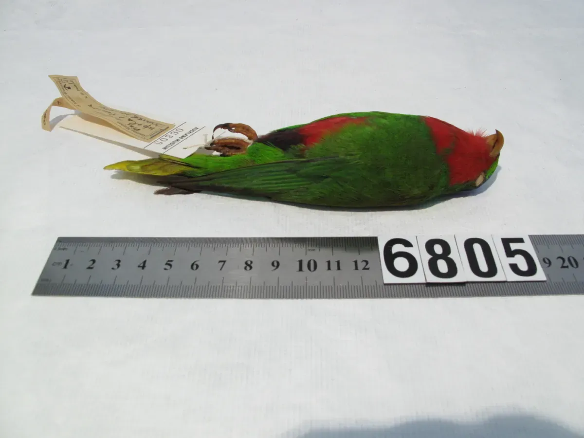 File:Vini australis (AM LB6805-5).jpg
