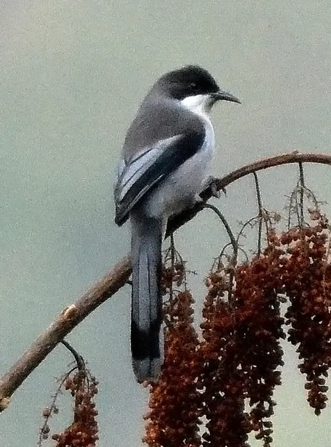 File:Grey Sibia Heterophasia gracilis by Dr. Raju Kasambe.jpg