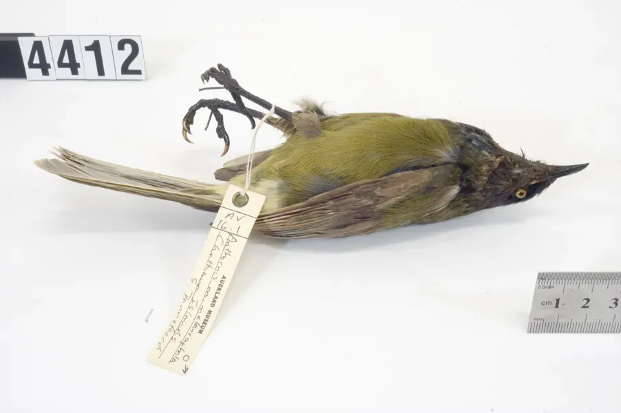 File:Anthornis melanocephala (AM LB4412-6).jpg