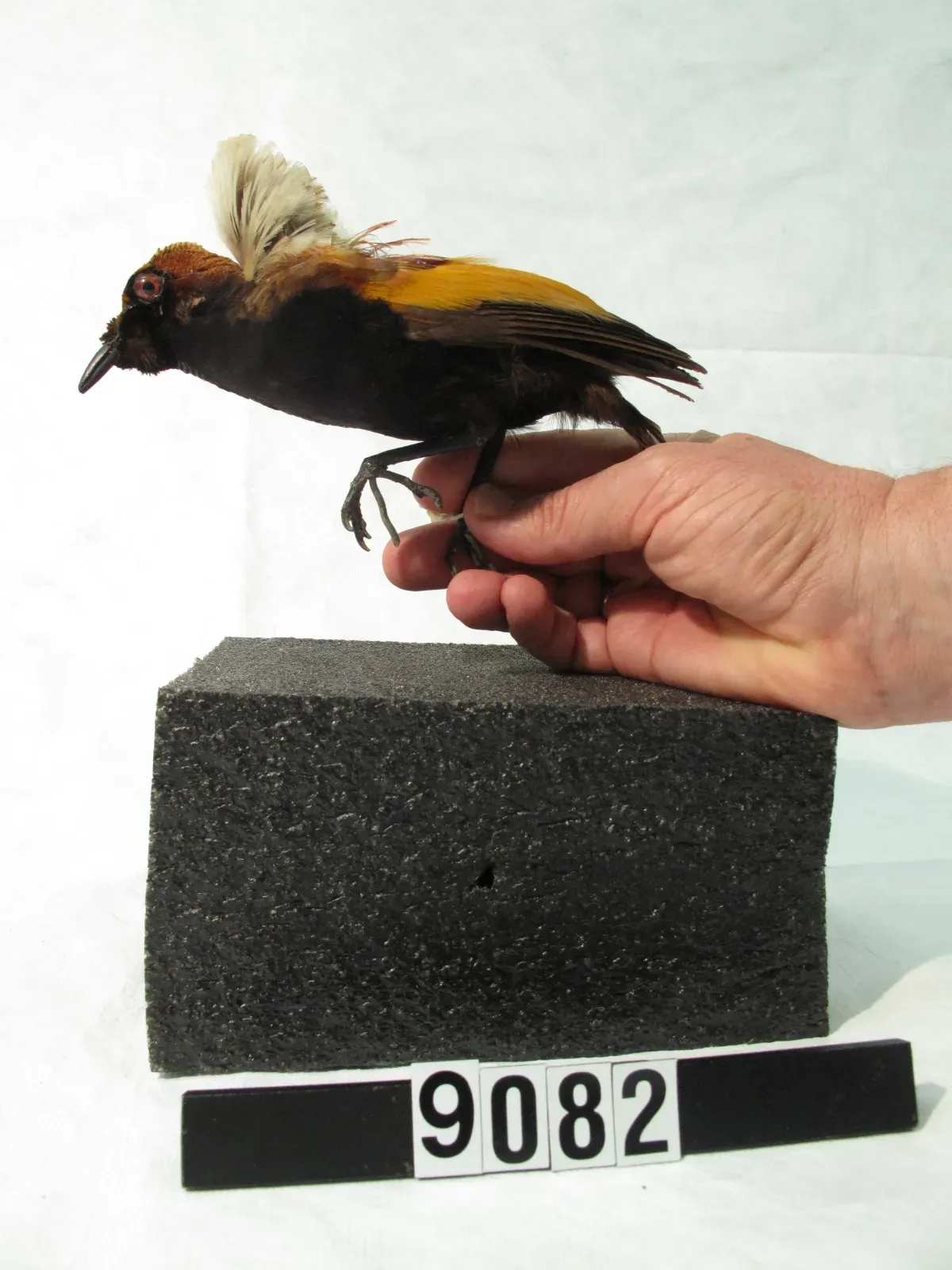 File:Diphyllodes magnificus (AM LB9082).jpg