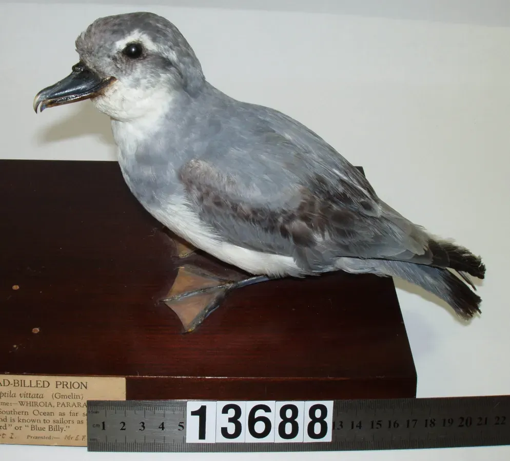 File:Pachyptila vittata (AM LB13688-3).jpg