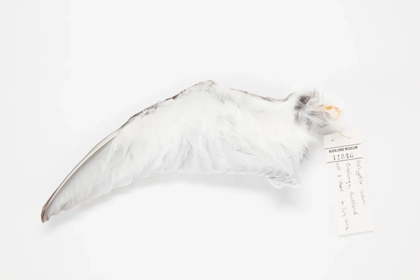 File:Pachyptila salvini (AM LB11846-2).jpg