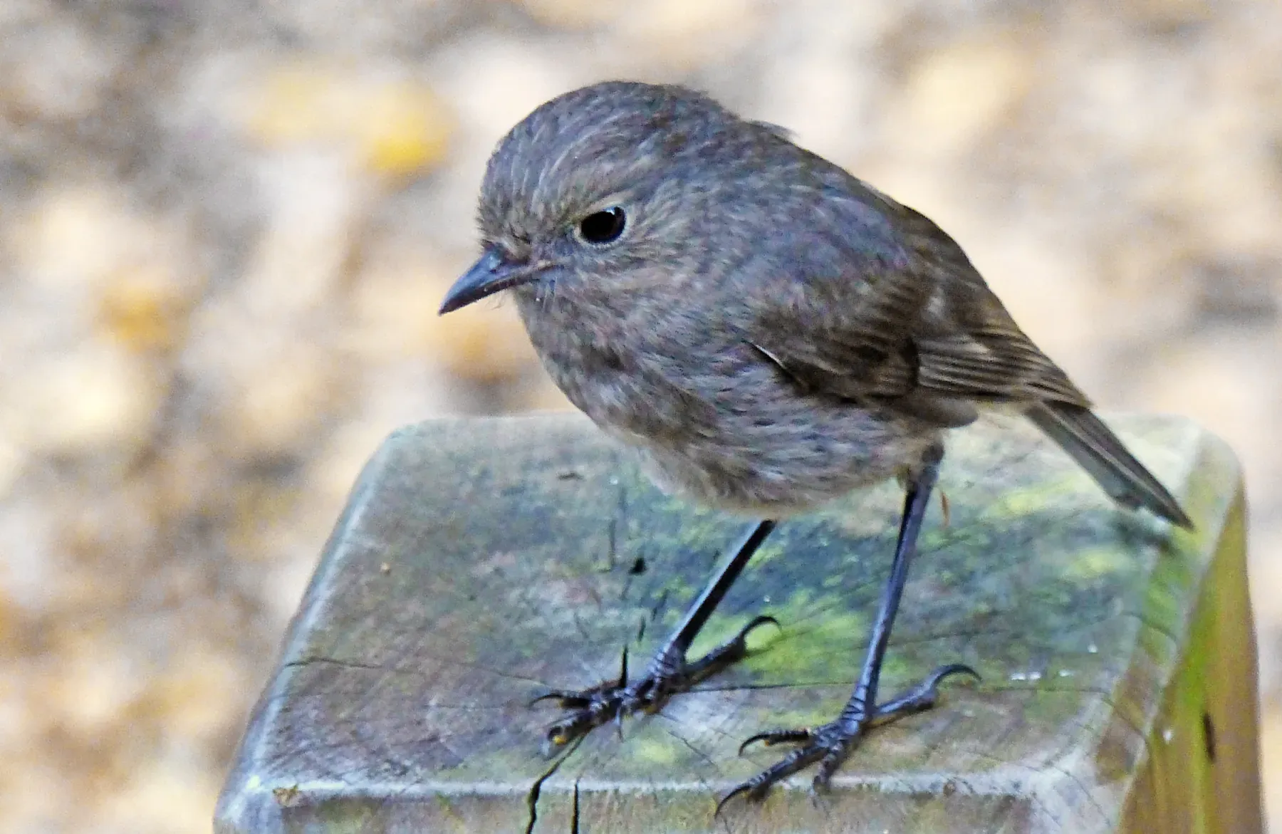 File:NZ South Island robin (Petroica australis) (36942992722).jpg