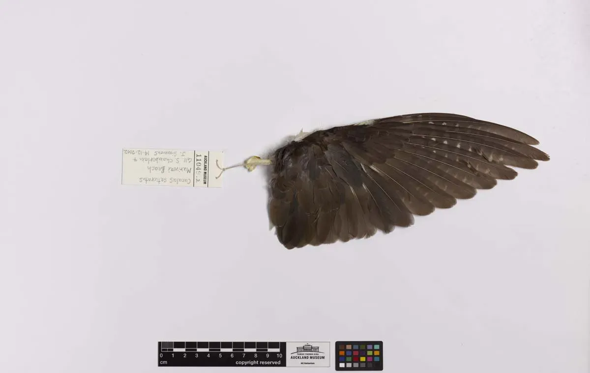 File:Cuculus optatus (AM LB11049-4).jpg