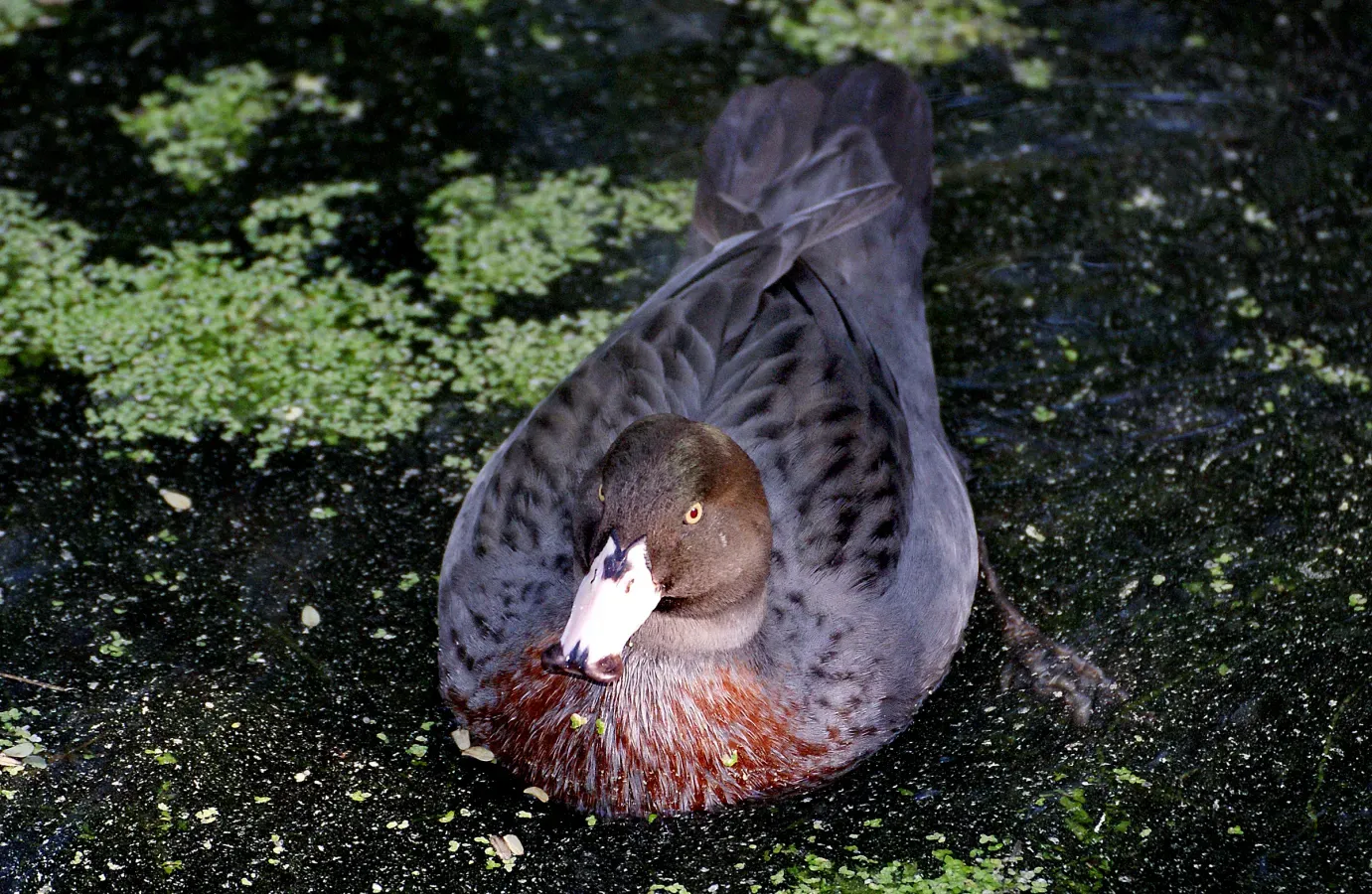 File:Blue duck. Whio (Hymenolaimus malacorhynchos) (8177499171).jpg