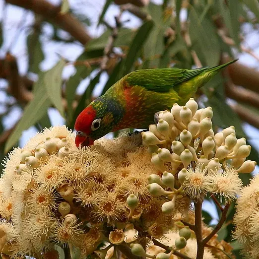 File:Psitteuteles versicolor -Queensland-8-4c.jpg