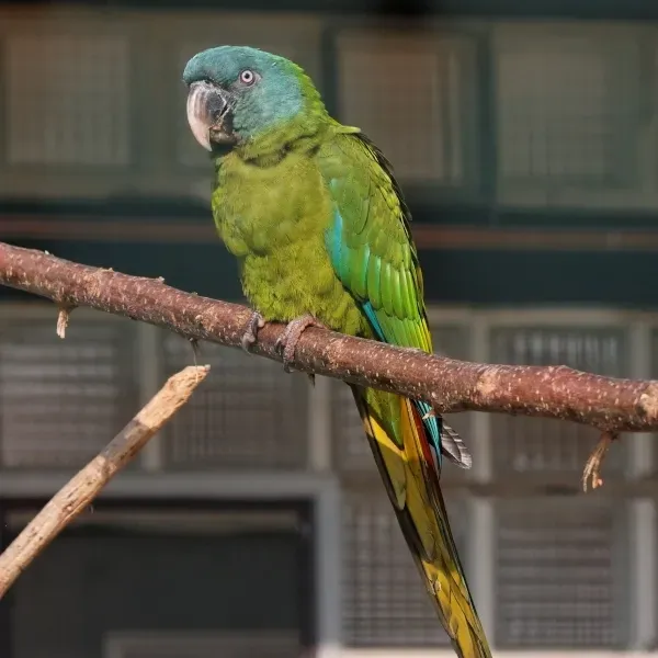 File:Primolius couloni -captive-8a-3c.jpg