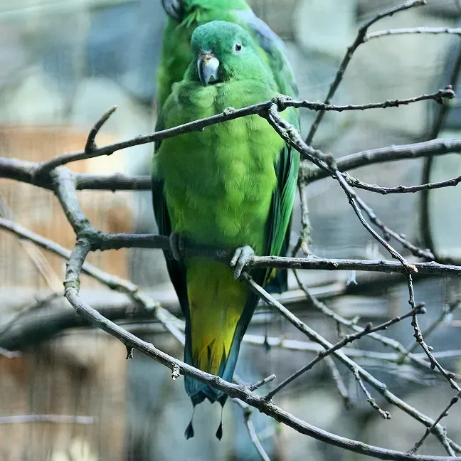 File:Prioniturus mada -captive-8a-2c.jpg