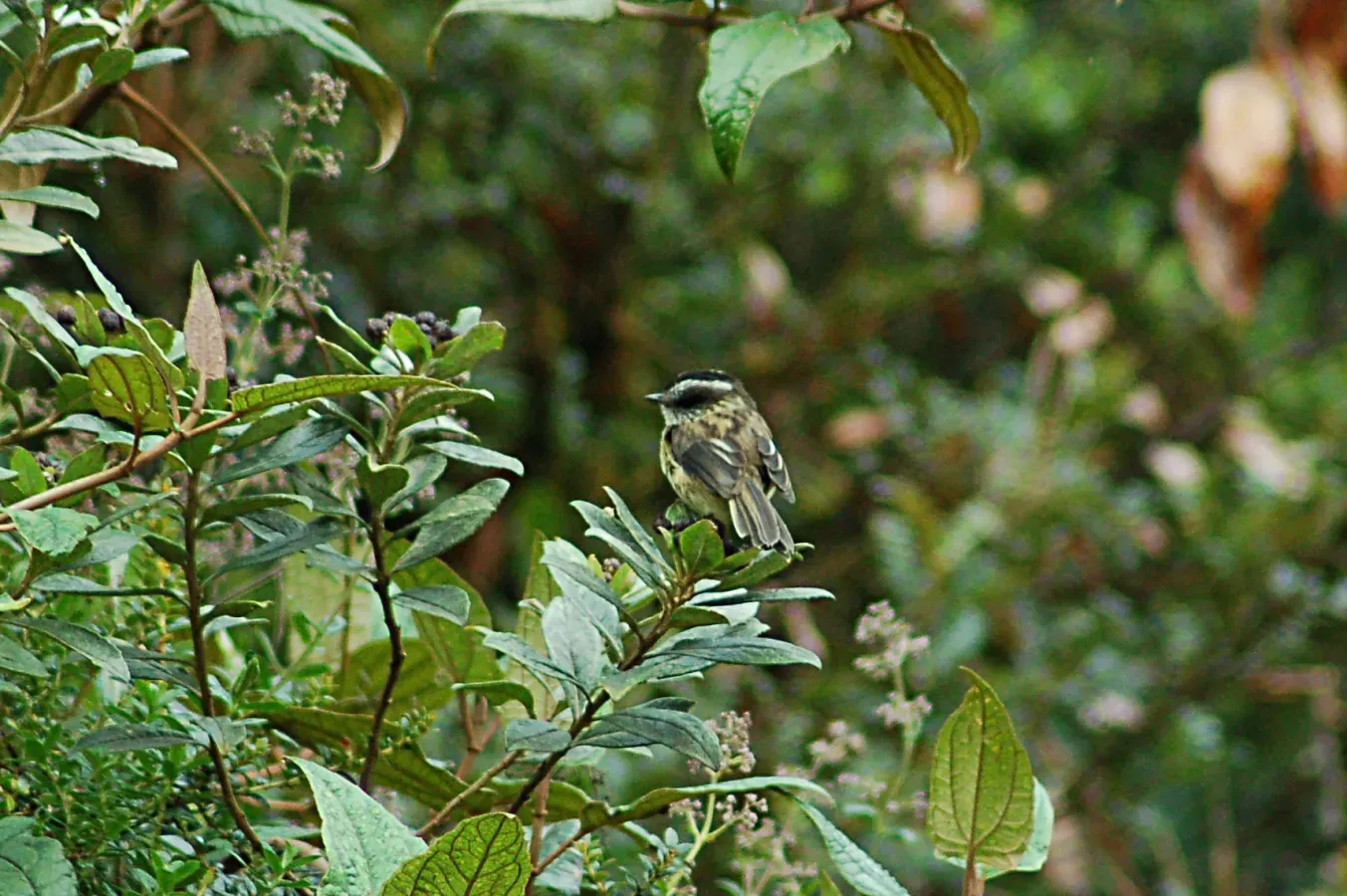 File:Agile Tit-Tyrant (Uromyias agilis) 2015-06-11 (3) (40327591021).jpg