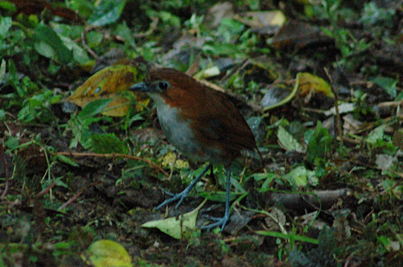 File:White-bellied Antpitta (Grallaria hypoleuca) 2015-06-12 (13) (39430504465).jpg