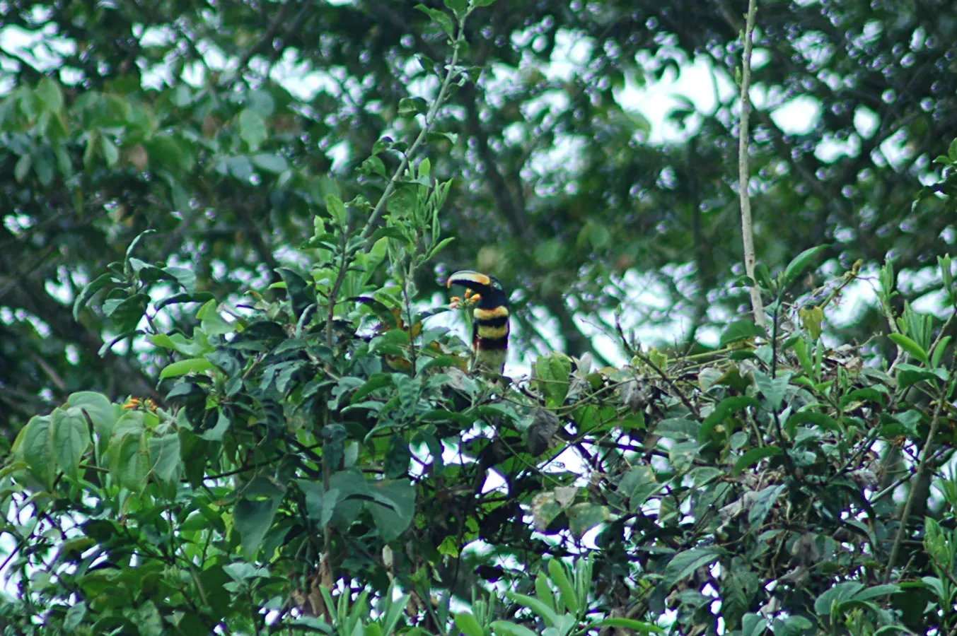 File:Many-banded Aracari (Pteroglossus pluricinctus) 2015-06-13 (2) (39617736914).jpg