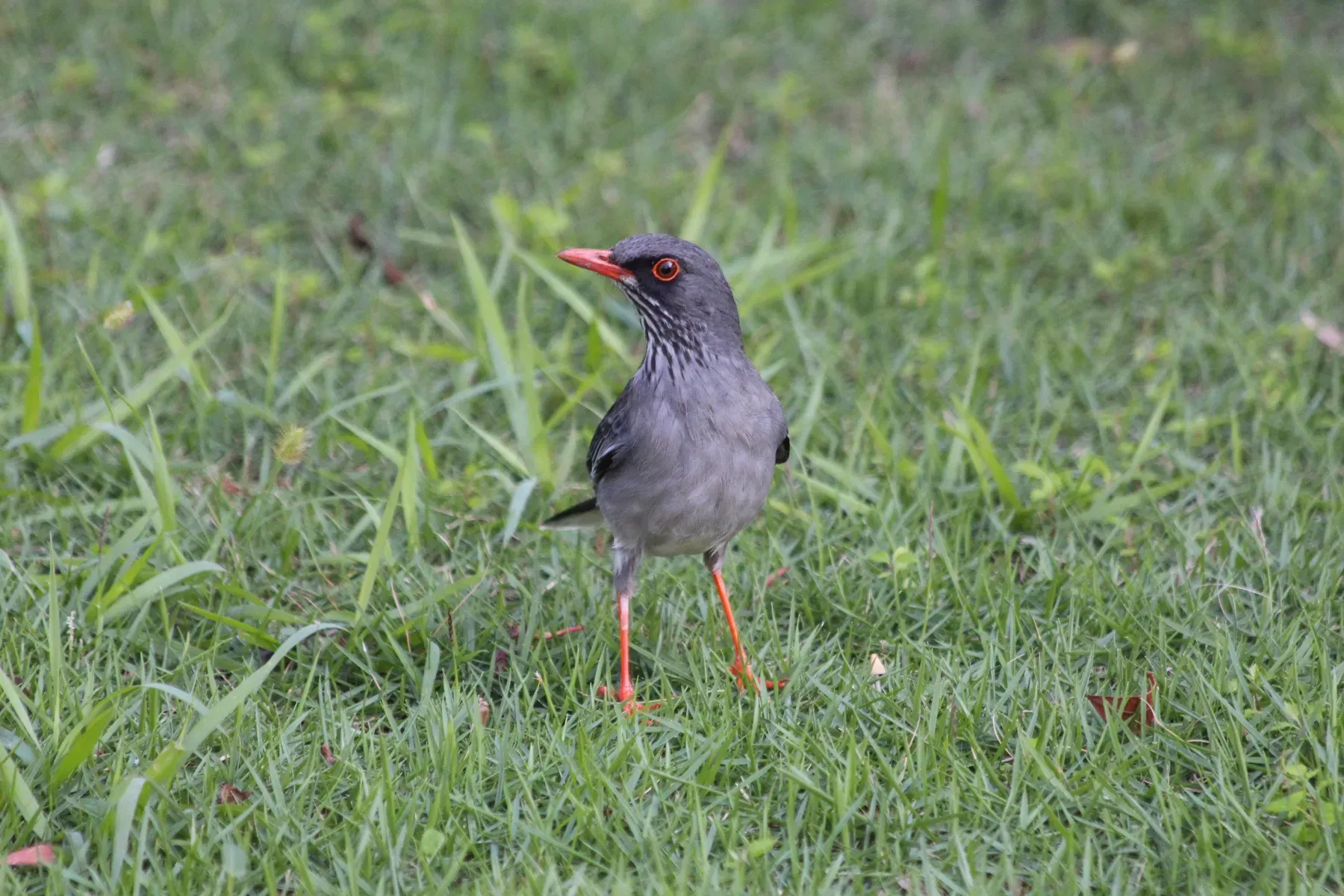 File:Turdus-plumbeus-ardosiaceus.jpg