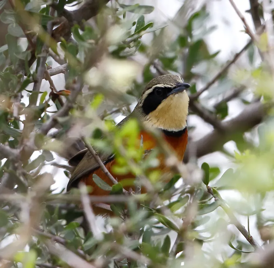 File:Melanopareia maximiliani - Olive-crowned crescentchest.jpg