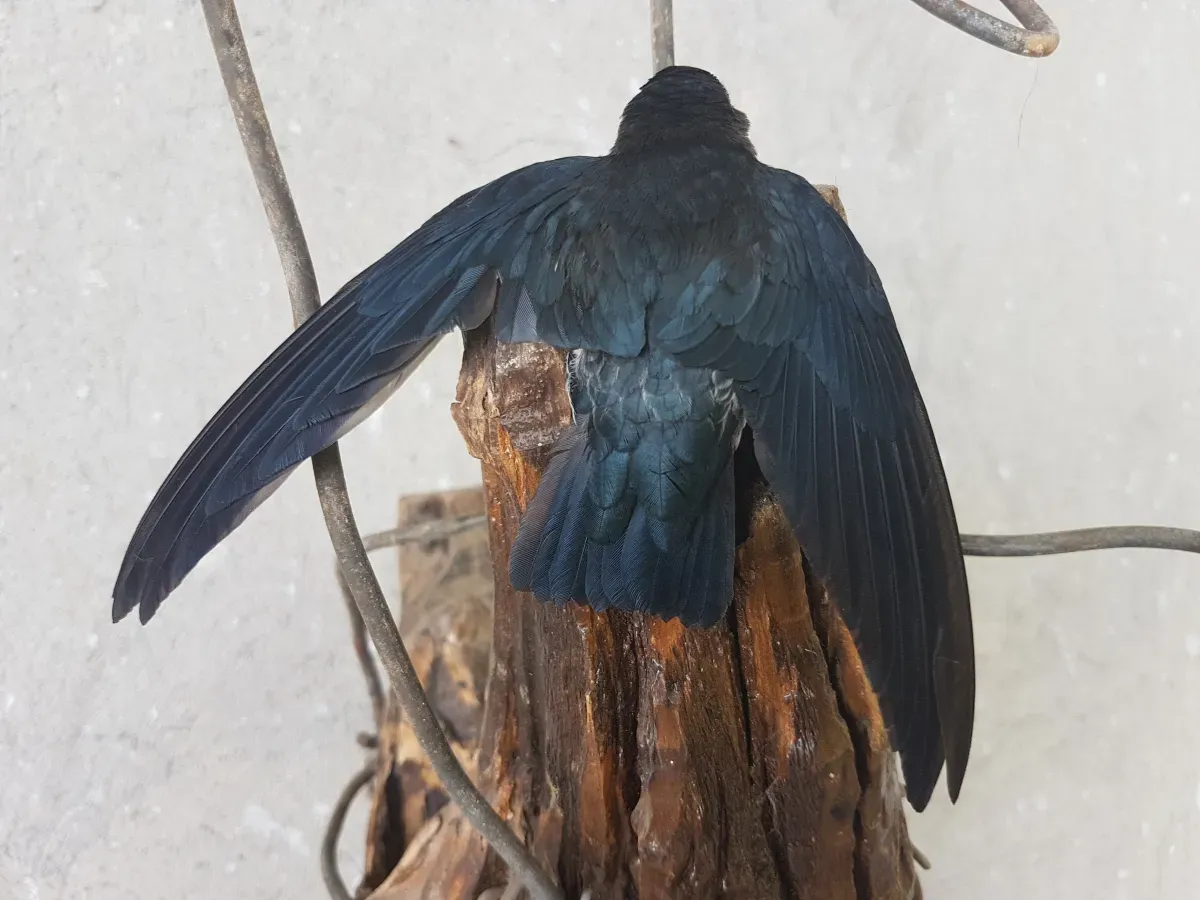 File:Ridgetop swiftlet (Collocalia isonota bagobo) in Bukidnon, Mindanao, Philippines.jpg 01.jpg