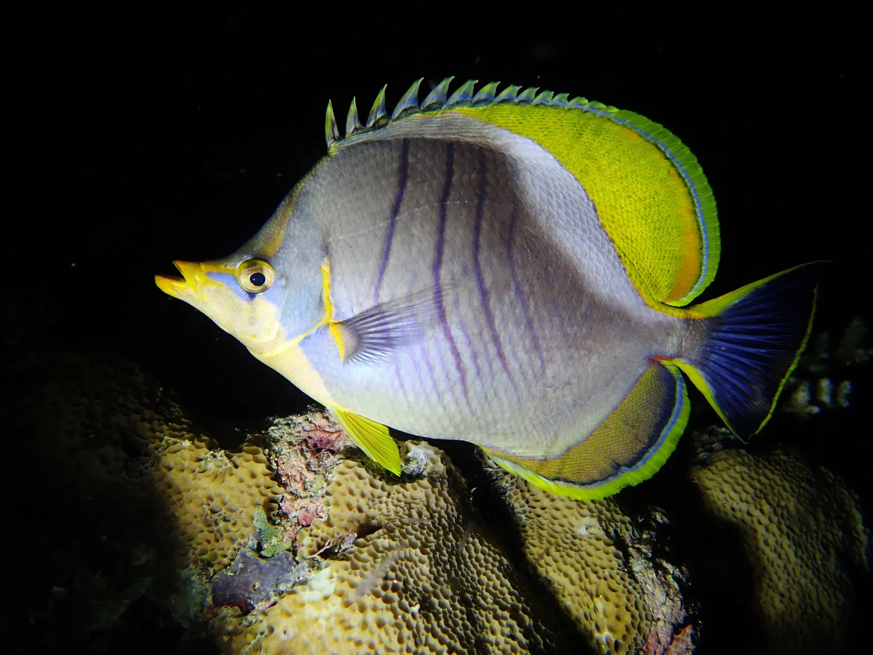 File:Chaetodon xanthocephalus nuit.jpg