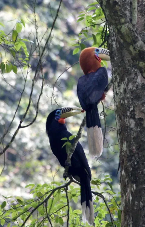 File:Rufous-necked Hornbill, Aceros nipalensis (2634899865).jpg