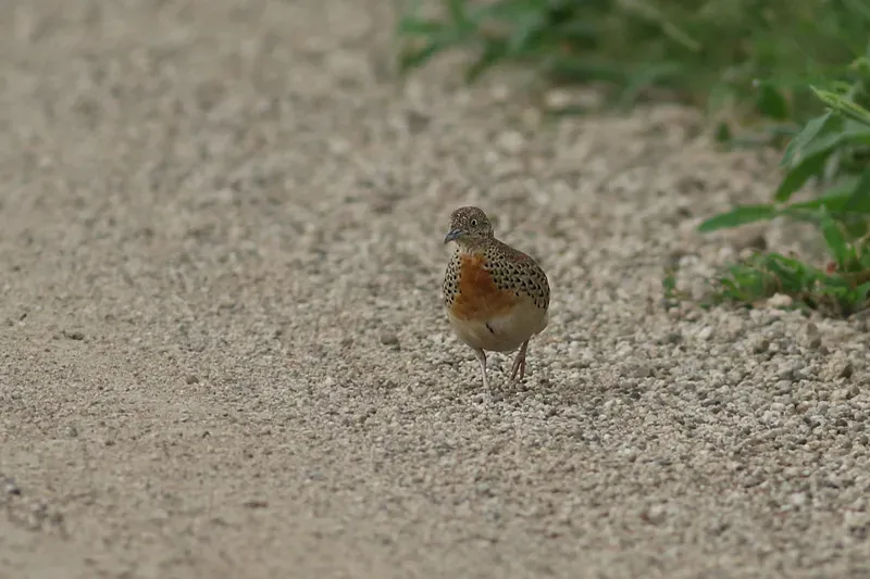 File:Small Buttonquail (Turnix sylvaticus).jpg