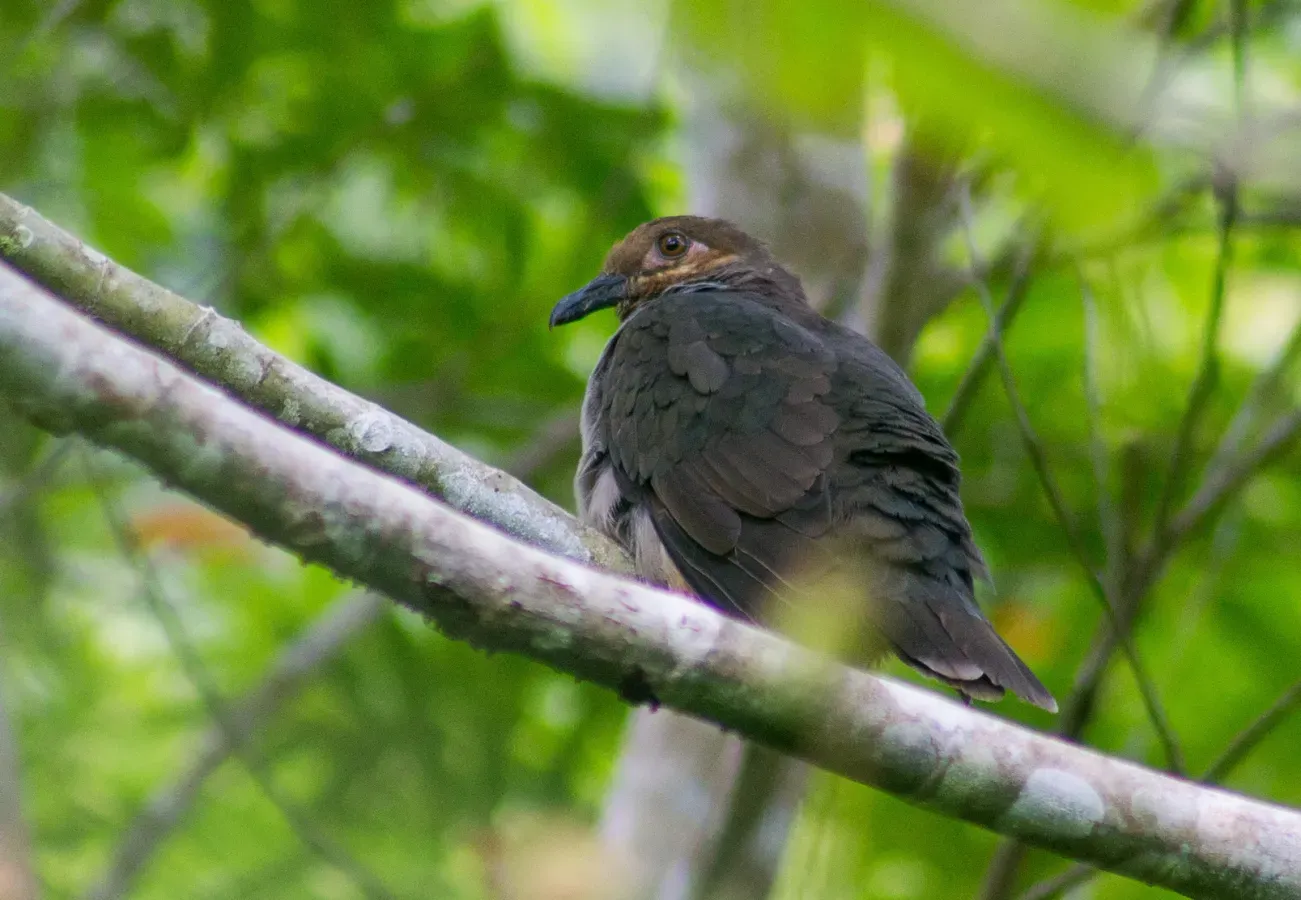 File:Phapitreron amethystinus maculipectus.jpg