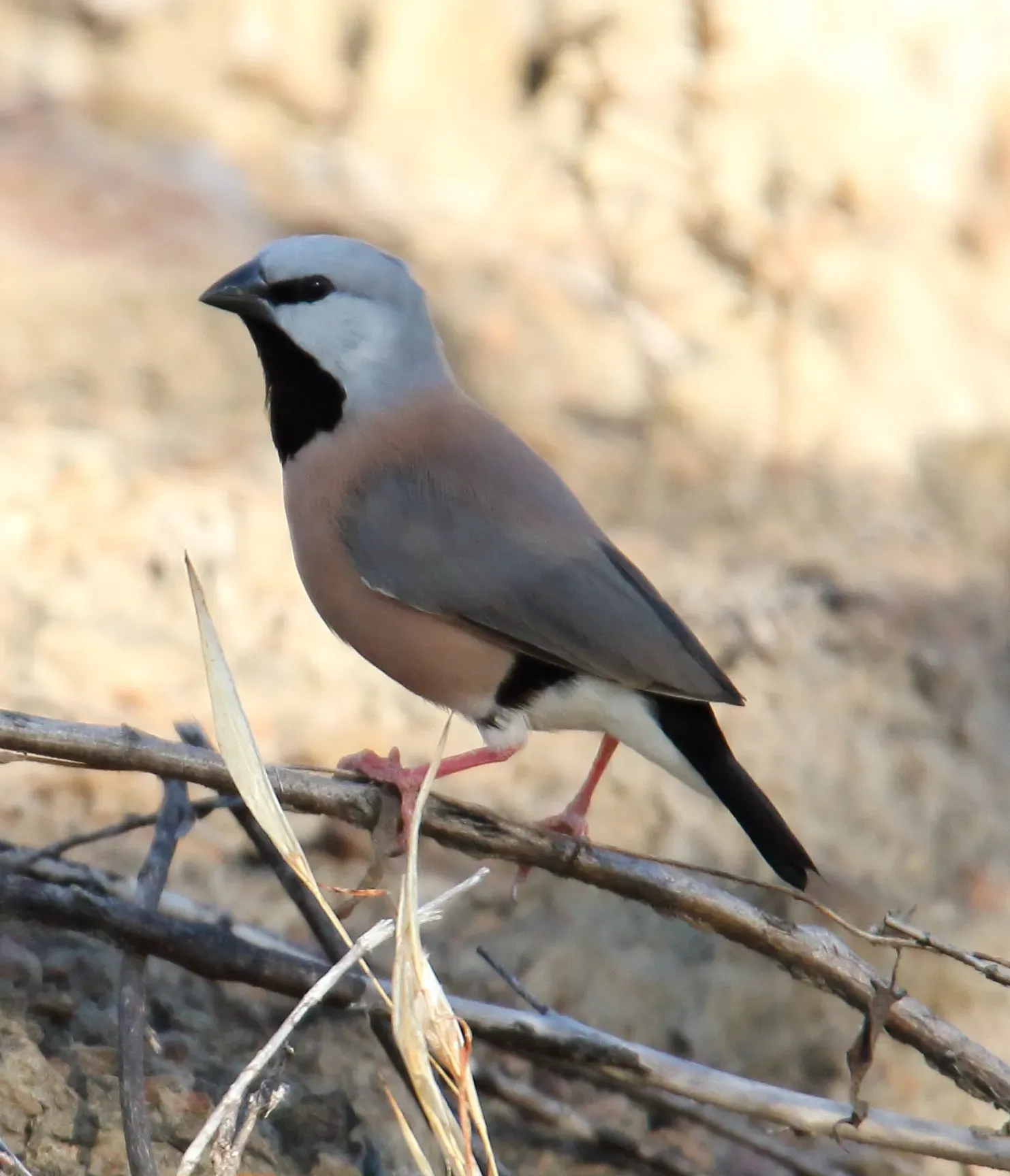 File:Black-throated Finch (Poephila cincta).jpg