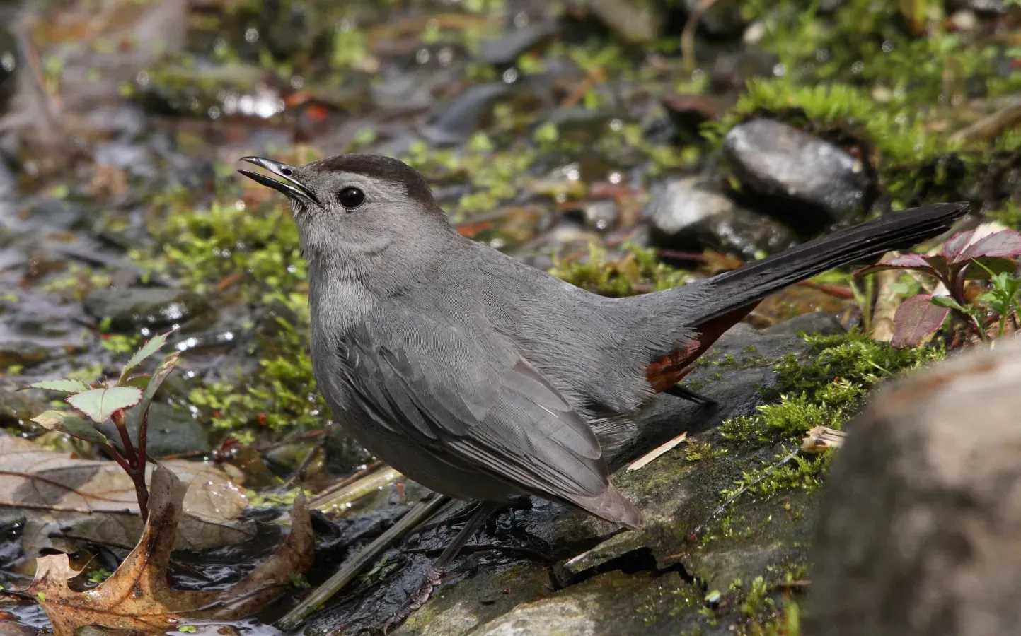File:Dumetella carolinensis QC.jpg