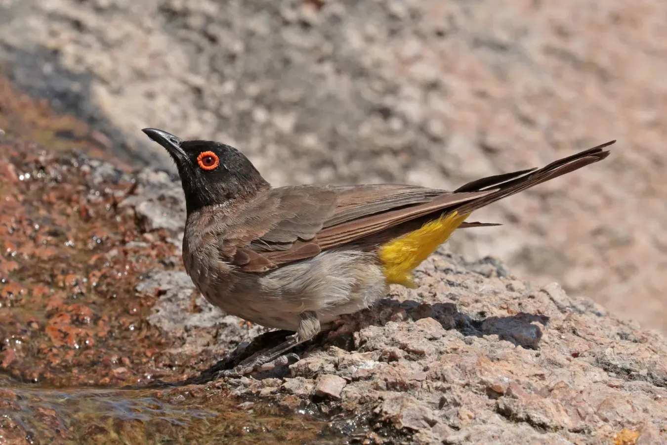 File:African red-eyed bulbul (Pycnonotus nigricans).jpg