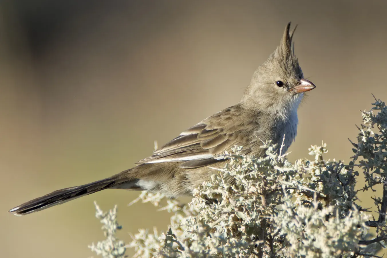 File:Chirruping-wedgebill Psophodes cristatus Pt-Augusta-Bot-Gdns (1) small.jpg