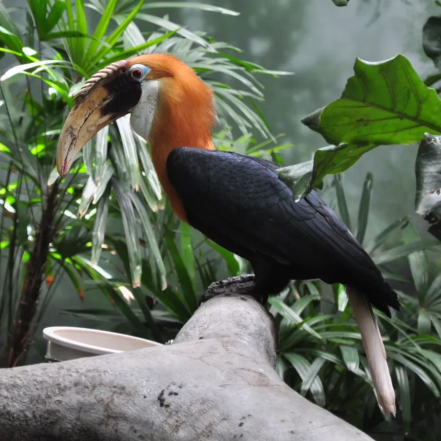 File:Rhyticeros plicatus -Lincoln Park Zoo-8a-3c.jpg