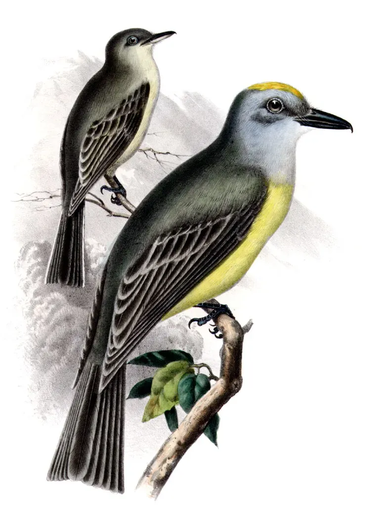 File:Tyrannus couchiiAQBIP11CA.jpg
