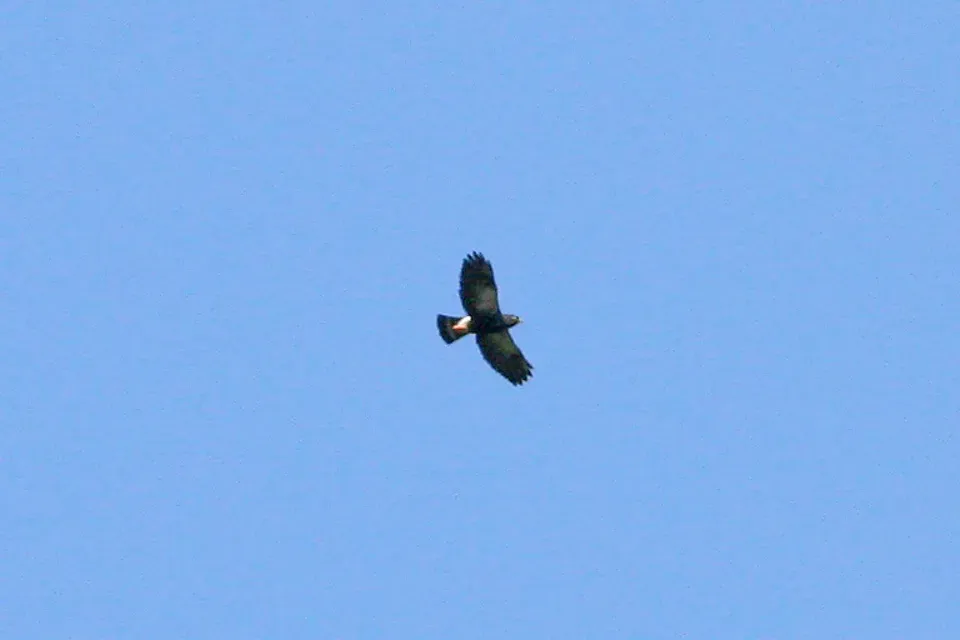 File:White-rumped Hawk (Parabuteo leucorrhous) (8077541795).jpg