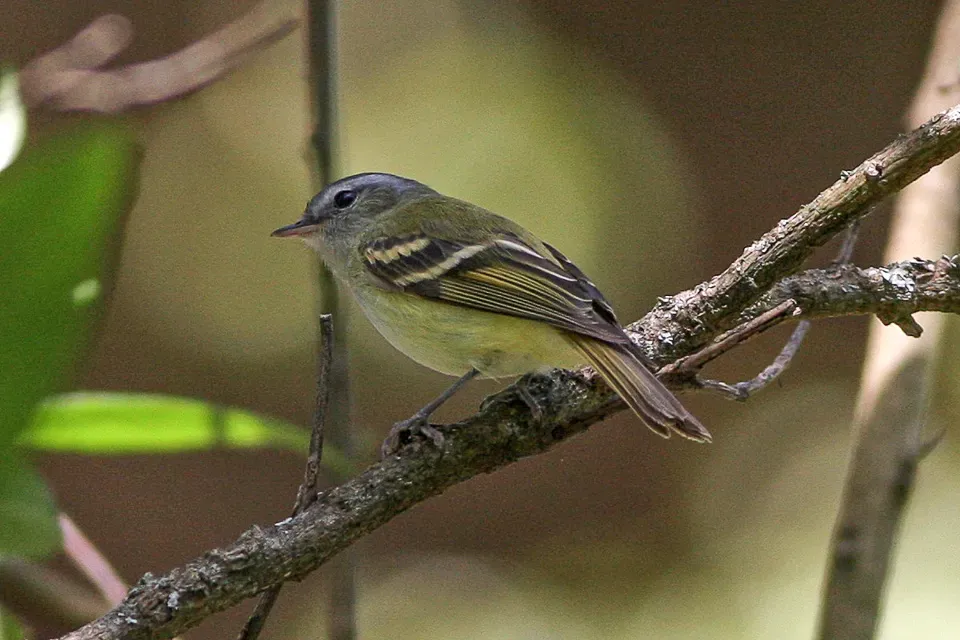 File:Buff-banded Tyrannulet (Mecocerculus hellmayri) (8077544027).jpg