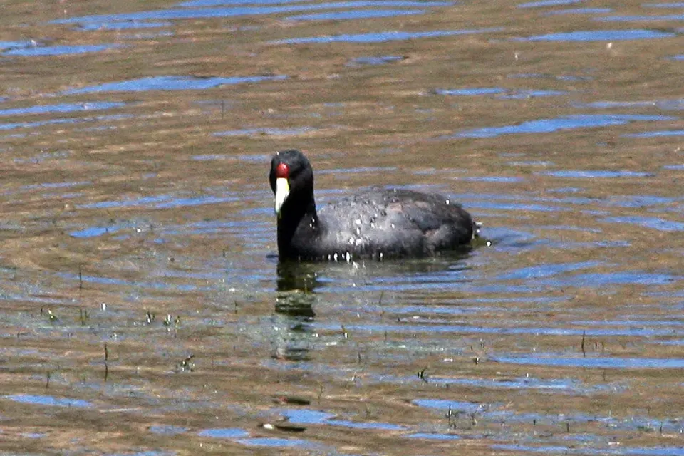 File:Andean Coot (Fulica ardesiaca) (8077567733).jpg