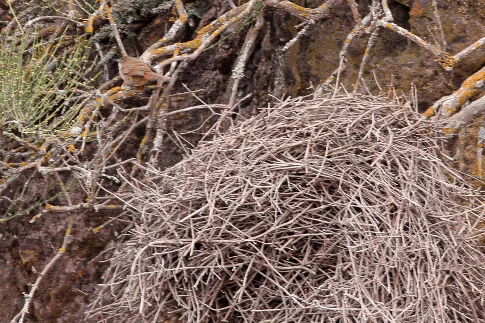 File:Streak-fronted Thornbill (Phacellodomus striaticeps) (8077573879).jpg